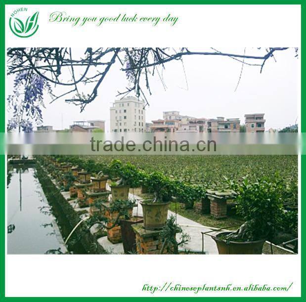 Indoor Plants Ficus Evergreen Bonsai