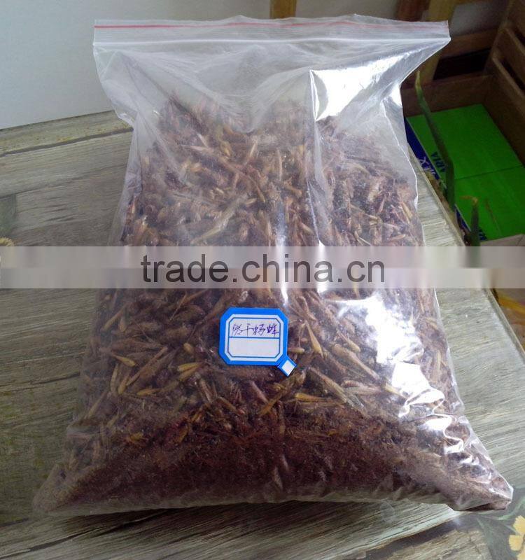 Animal feed supplies Microwave dried locusts dog fish treats