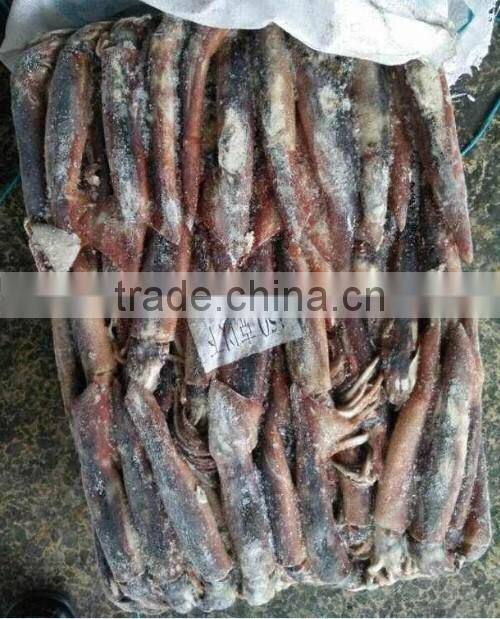 Frozen Whole Round Squid