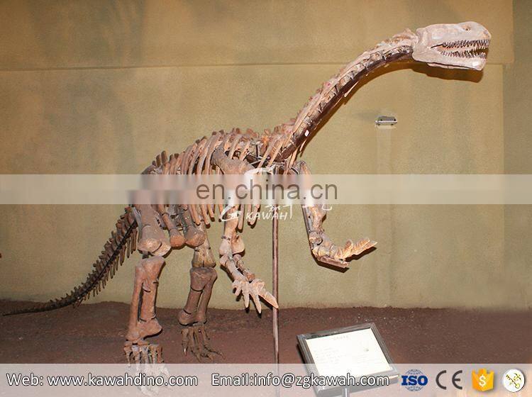 KAWAH Museum Exhibition Display Fake Fiberglass Dinosaur Bone