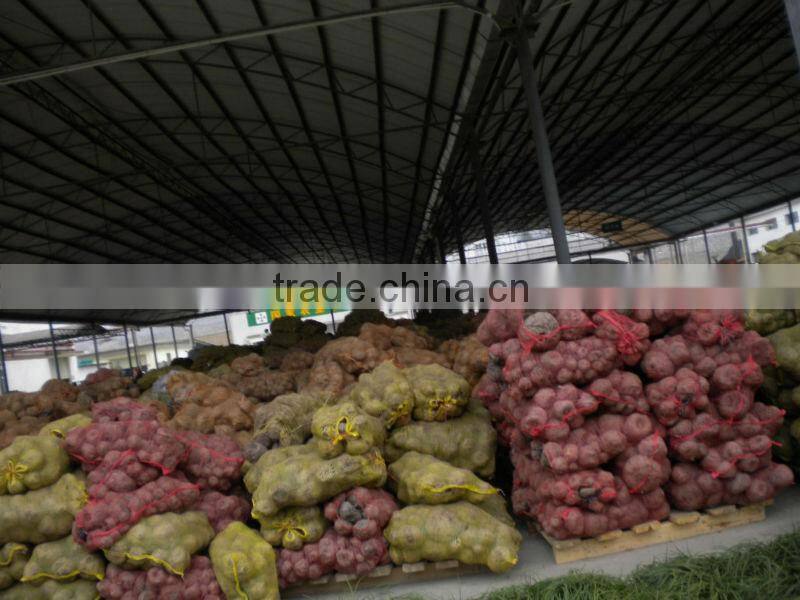 Japan konnyaku sponge