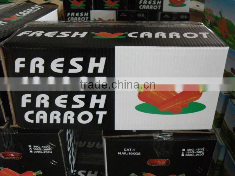 fresh carrot