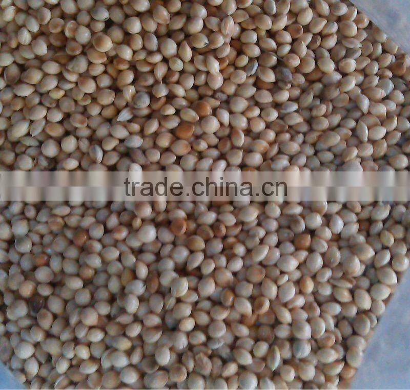 White Millet
