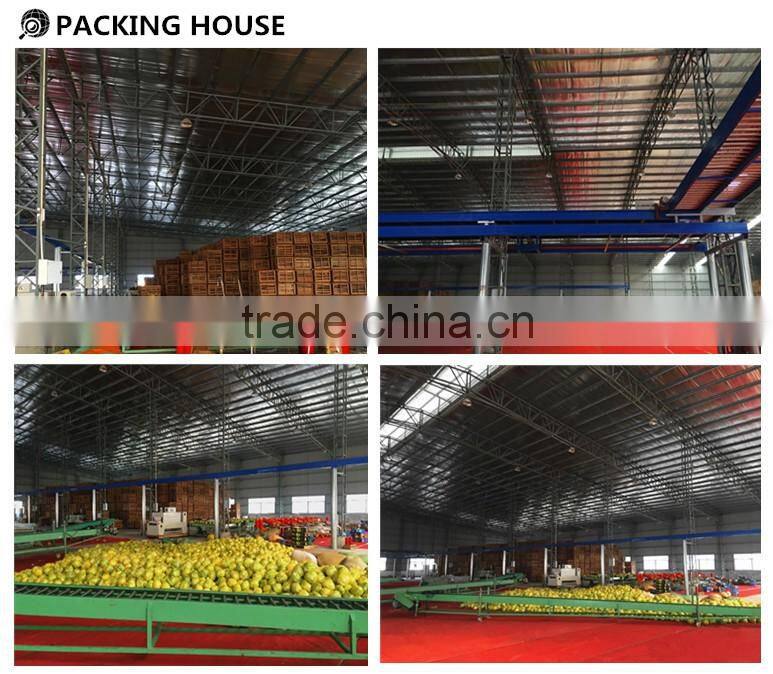 2015 fresh pomelo for sale