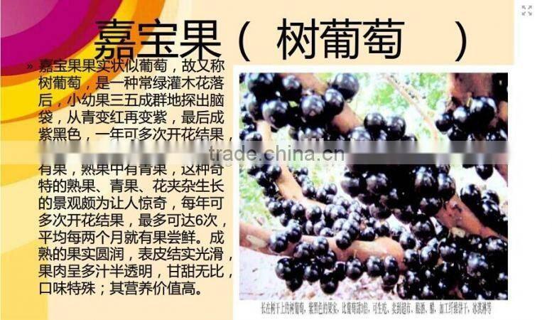 Jaboticaba Seeds Jabuticaba Guapuru Hivapuru Sabara Ybapuru Brazilian Grape Tree Seeds For Growing