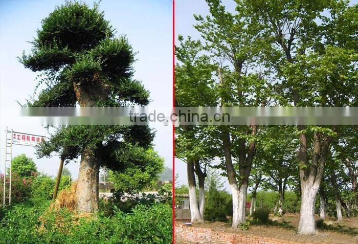 Outdoor plant Ulmus pumila seedling
