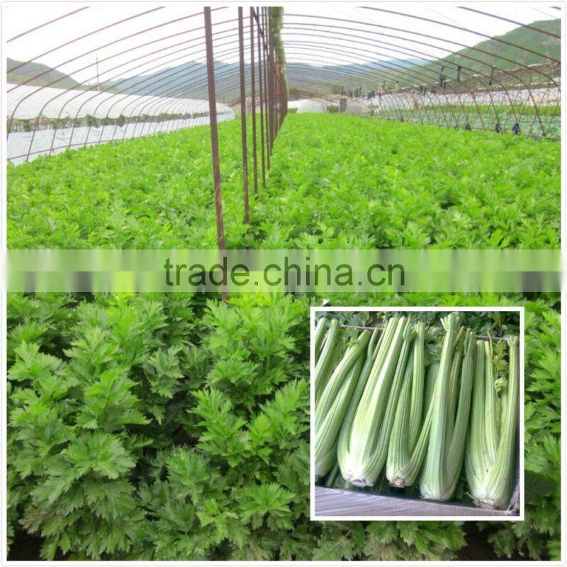 Early maturity cold resistant high yield celery seeds Empress cerely