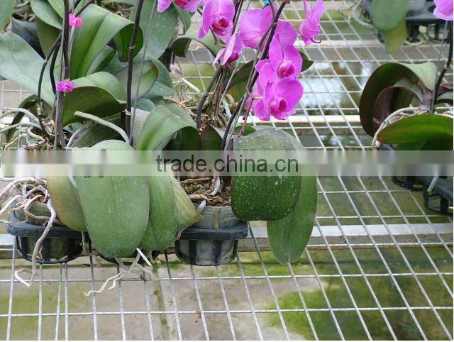 6x6 Reinforcing Welded Wire Mesh Panel