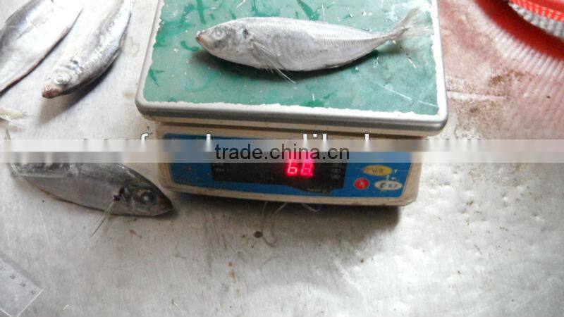 sea frozen 1000+ bonito tuna