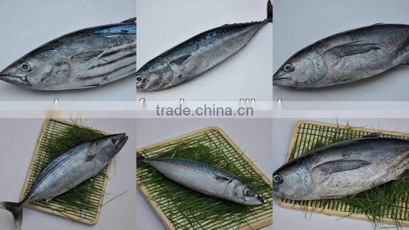 Boneless and clean fish food flakes on sale