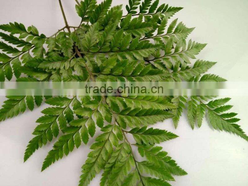 Best Selling Decorative Cut Leaf Learth Fern For Wedding Car Wholesale From YUNNAN
