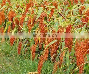 Advanced technology used thresher machine /rice threshing machine/paddy and wheat thresher