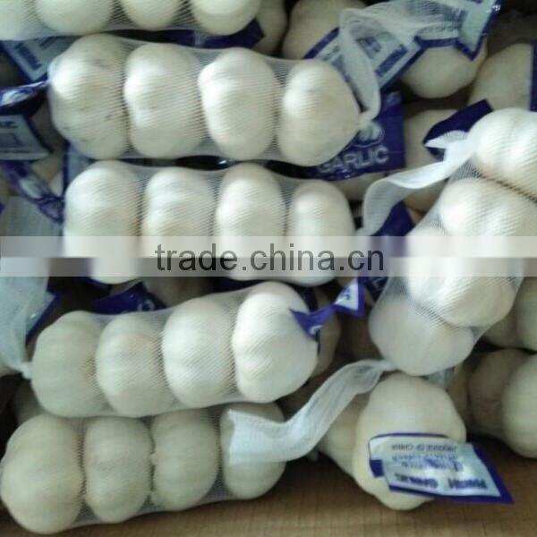wholesale new crop Jinxiang garlic OEM garlic factory garlic export