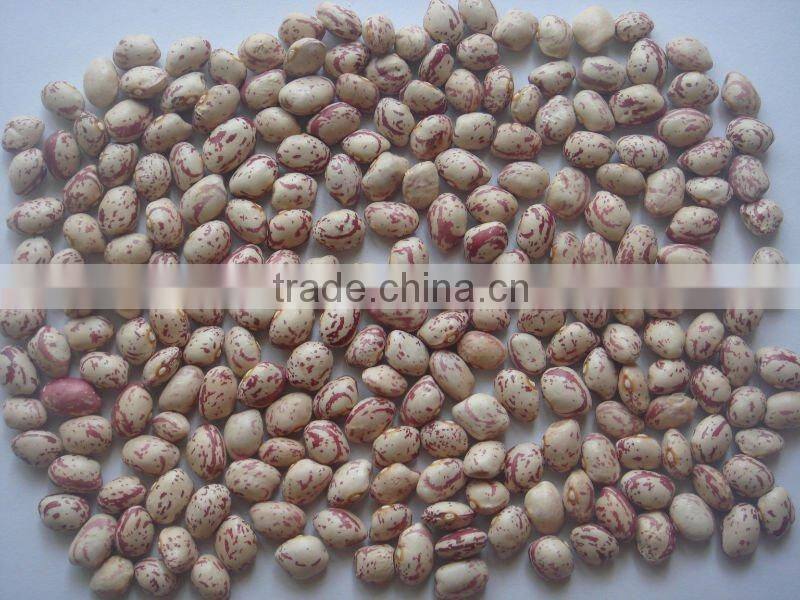 Light speckled kidney beans new crop