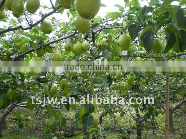Gansu yellow early su pear