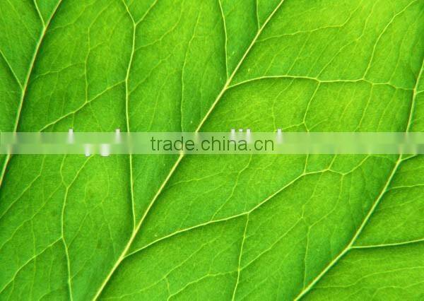 Digital Printing Sheet Glass Manufacture The Float Process