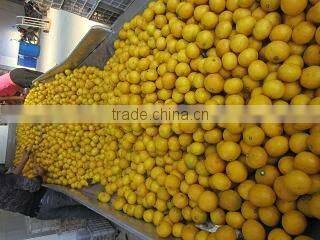 2016 New crop fresh mandarin orange price