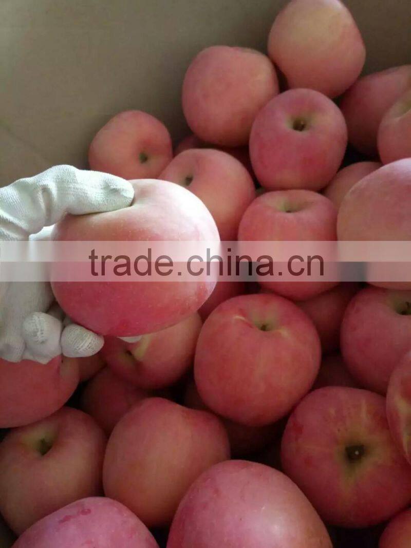 chinese red fuji apple suitable for long time shipment