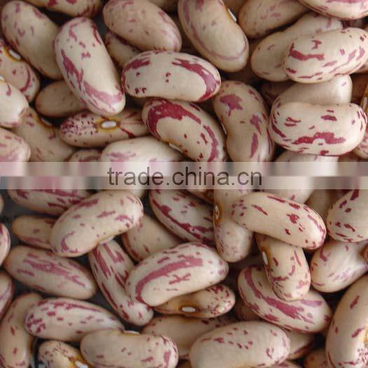 Light Speckled Kidney Bean 2010 long shape