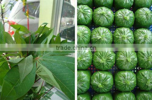 Cassava Leaf Grade A from Vietnam