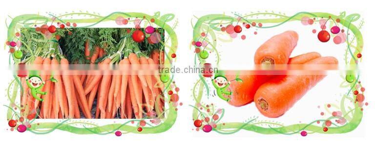 Best Fresh Potatoes New Price 2016