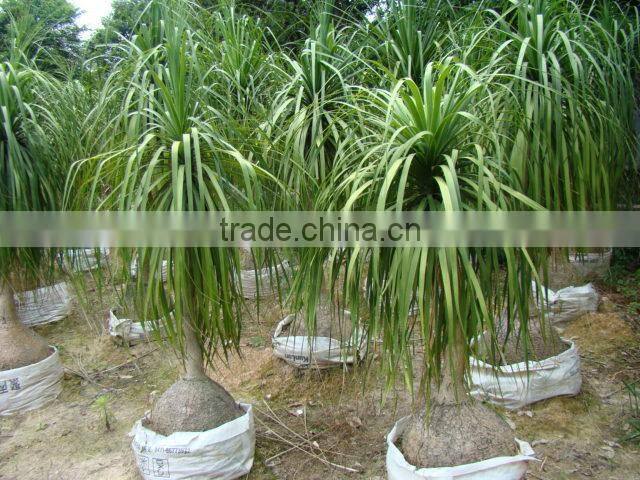 Beaucarnea recurvata Lem Nolina recurvata of outdoor landscape ornamental decorative trees plants