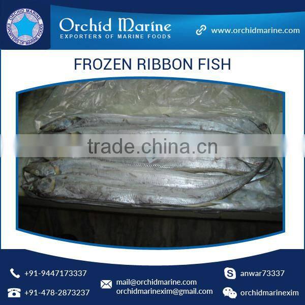 Hot Selling Adulteration Free Sweet Taste Frozen Ribbon Fish