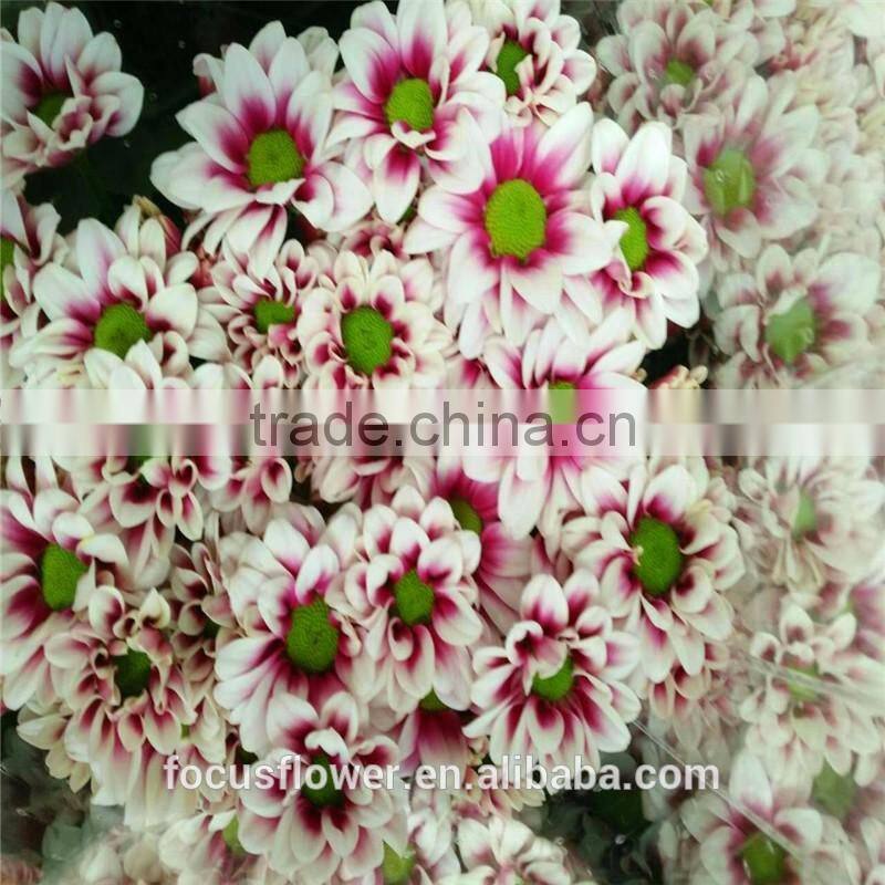 A Grade Different Varieties Of Small Sprayed Chrysanthemum For Sale
