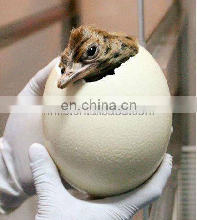 2000-3000 eggs incubator chicken duck egg incubating machine