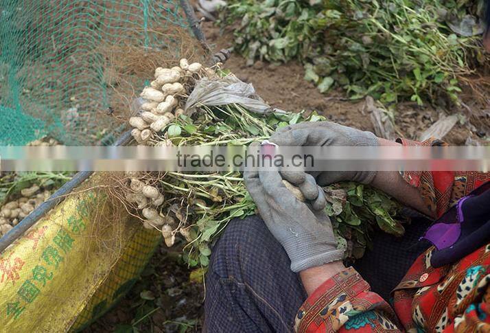 hot sale roasted and salted peanut made in China