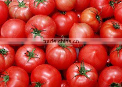 Tomato Ketchup in plastic bottle 382ml 793ml