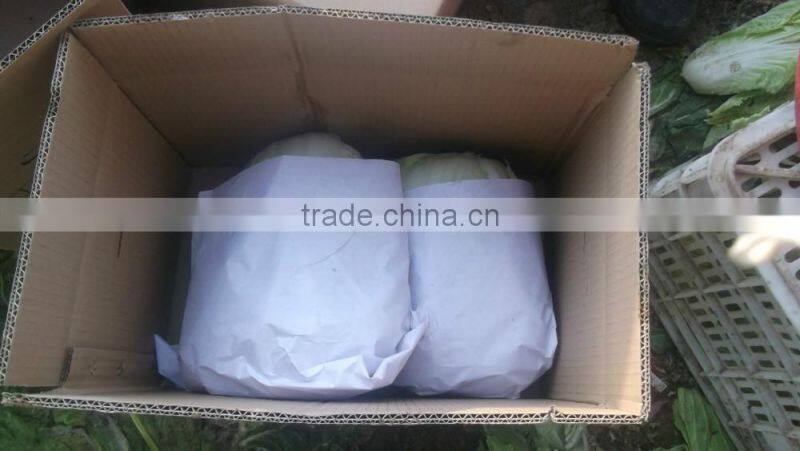 fresh cabbage chinese cabbage chinese beijing cabbage long cabbage