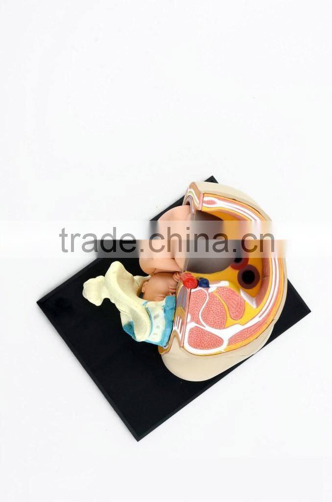 V-HM02 4D MASTER The parent organization of human uterus with the fetus assembled model