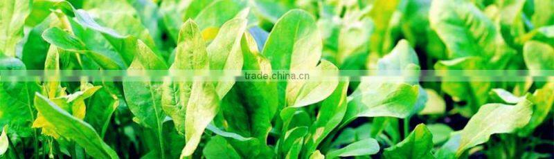 2015 New Crops frozen chopped spinach cuts