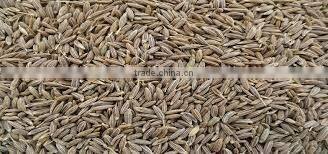 CUMIN SEED MACHIN CLEAN