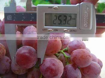 Fresh style and grapefruit type fresh fruit from China