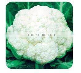 Plateau Over Summering Used High Yield Hybrid White Cauliflower Seed