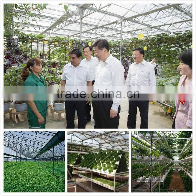 Early maturity cabbage seeds ZHONG GAN No.828(F1)