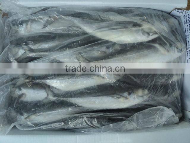 Frozen Horse mackerel