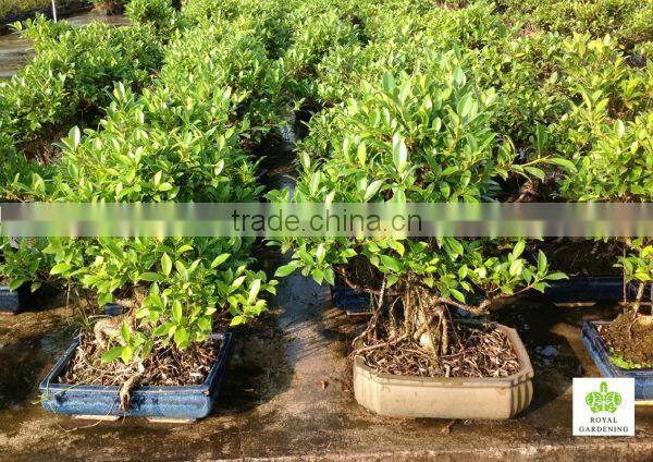 Ficus microcarpa 35cm pot bonsai tree