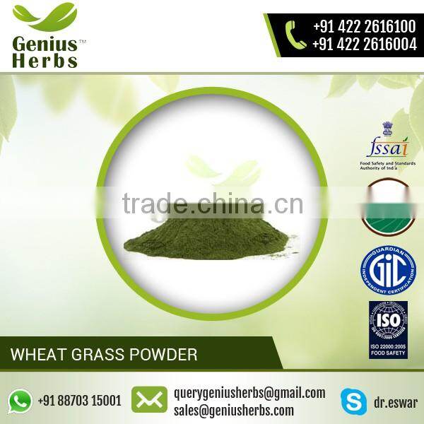 Energy Booster Wheat Grass Powder from Leading Manufacturer at Premium Rate
