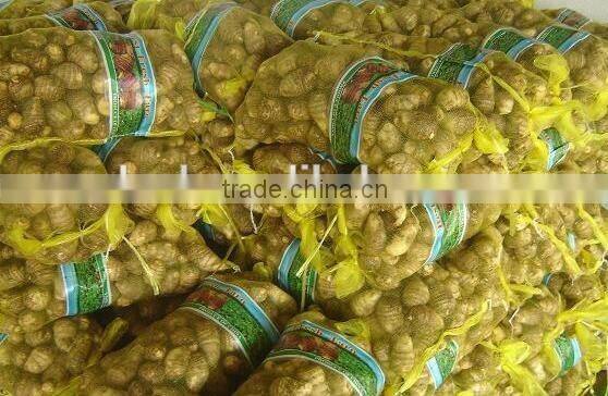 Chinese dried taro with taro root plant photos