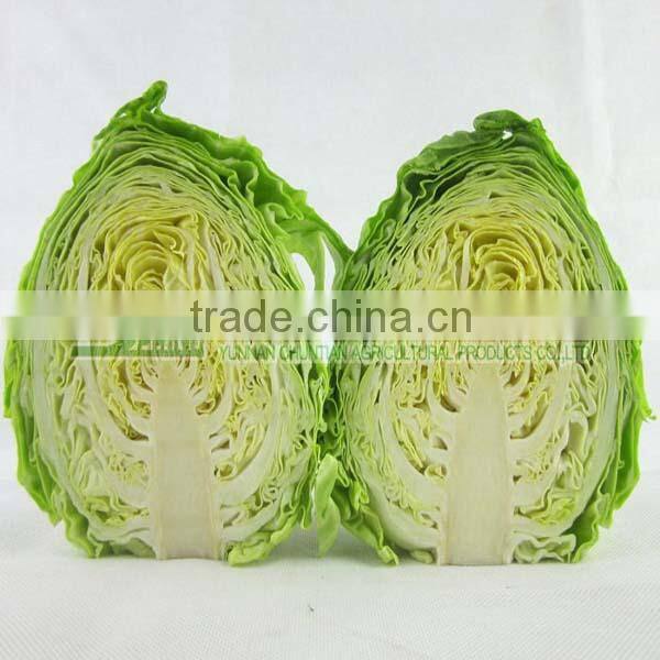 best green sweet cabbage on sale 2016 new harvest type white cabbage