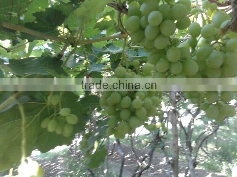 2014 crops fresh grapes