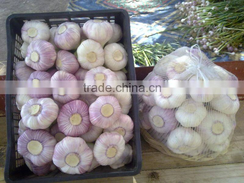 ALMOST GARLIC SIZES ARE AVAILABLE HERE