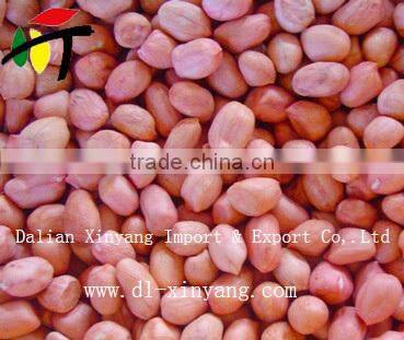 Wholeslae groundnut salted chinese roasted red skin peanuts