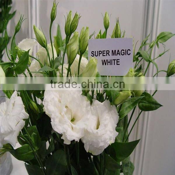 High Quality Fresh Cut Flowers Eustoma from Flower Plating Base