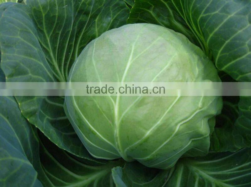 Early maturity cabbage seeds ZHONG GAN No.828(F1)