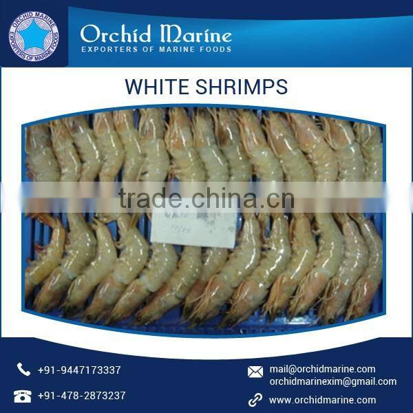 Best Quality Cost Effective White Shrimps of Natural Taste at Low Price