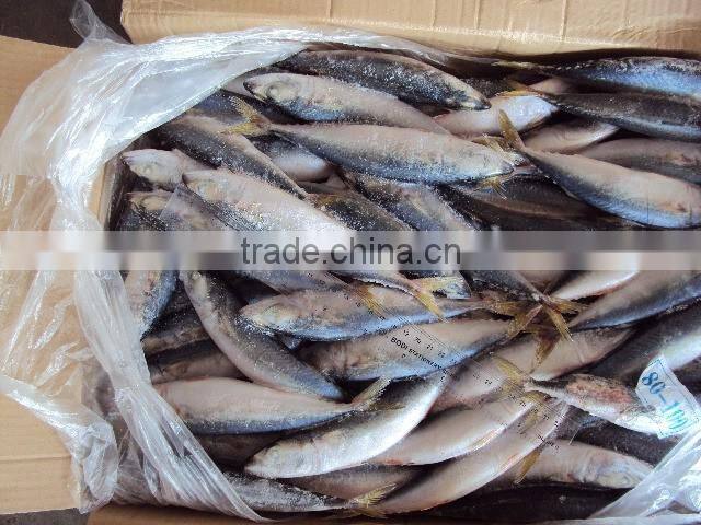 Frozen Mackerel Prices